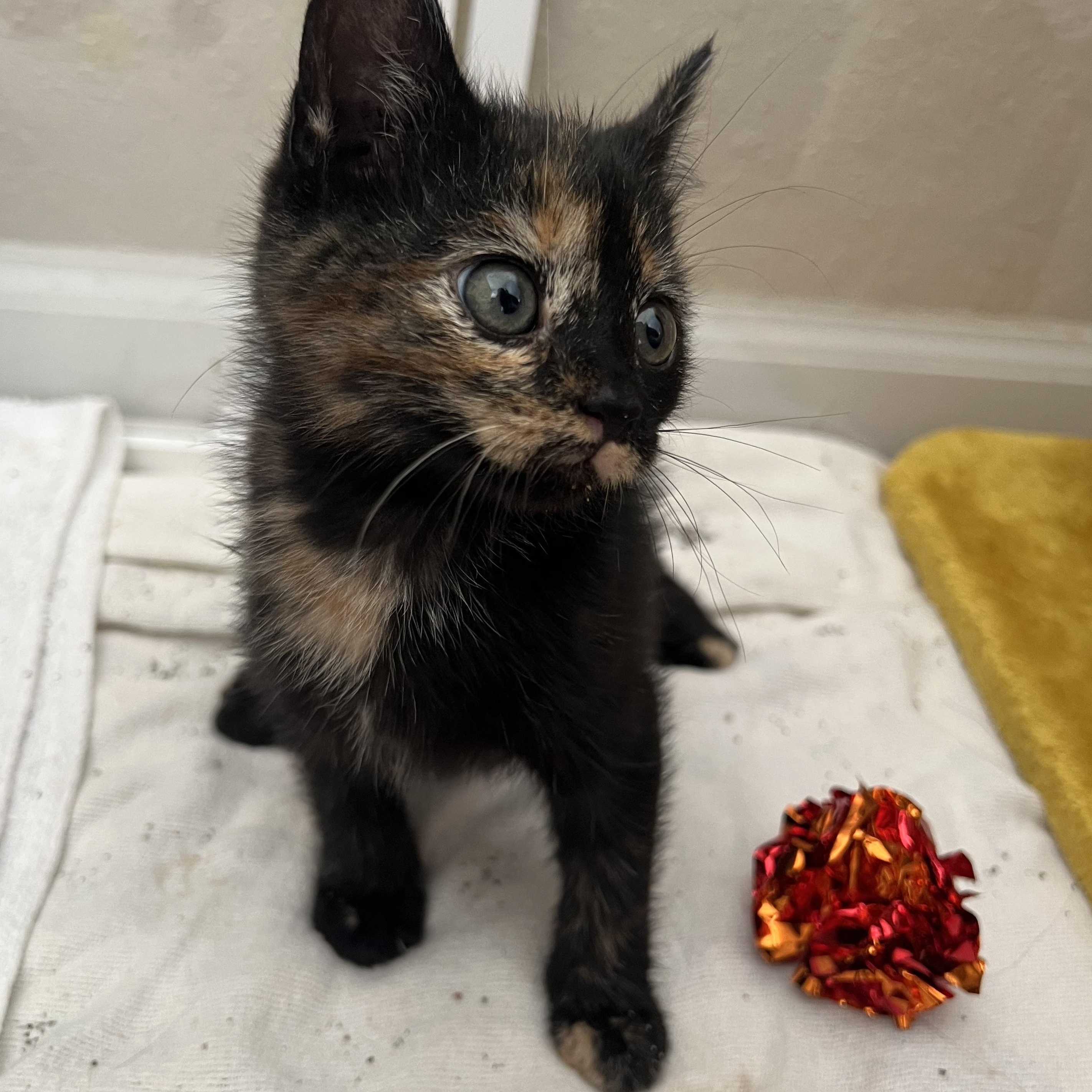 Enlarge Brie, a ADOPTABLE Domestic Short Hair in jacksonville, FL image 3/4