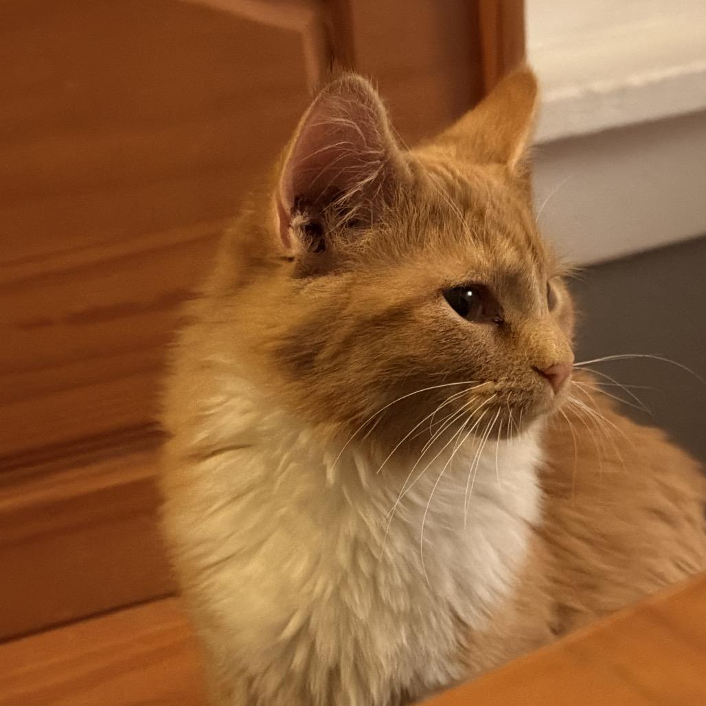 Enlarge Georgia, a Adoptable Domestic Medium Hair in Pekin, IL image 2/3