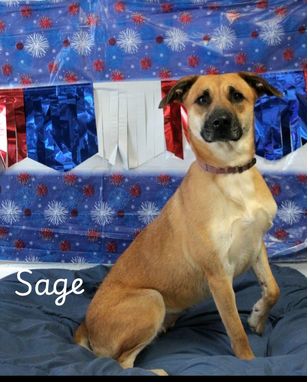 Enlarge Sage, a Adoptable mixed breed in Berea, KY image 1/2