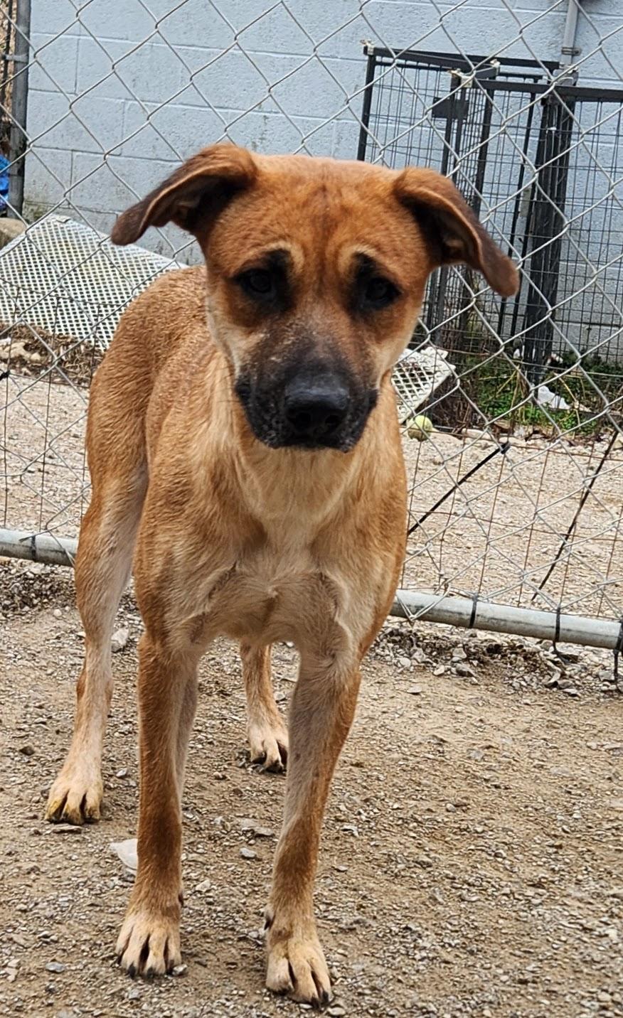 Sage, ADOPTABLE, Adult Female Mixed Breed.