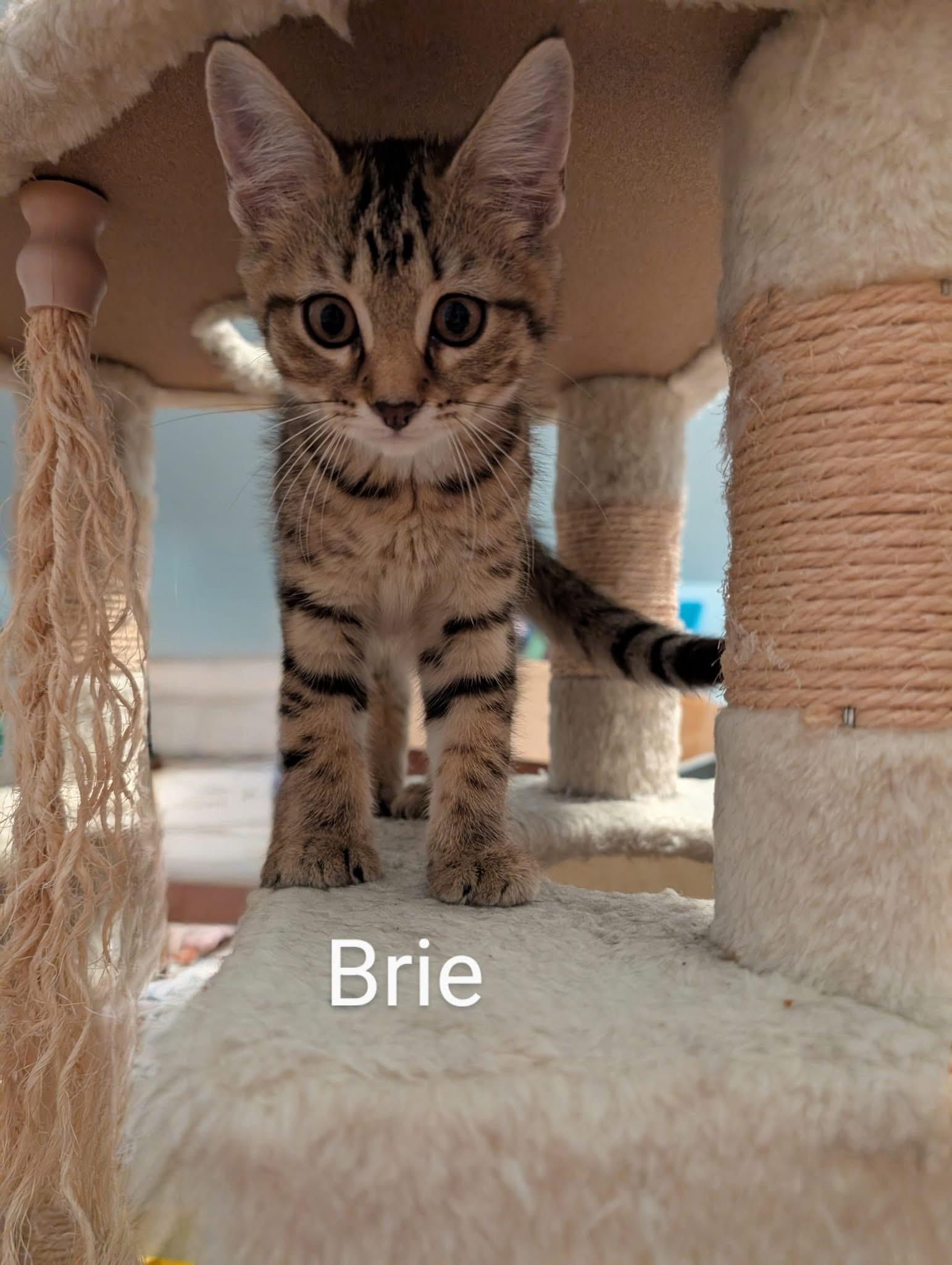 Brie