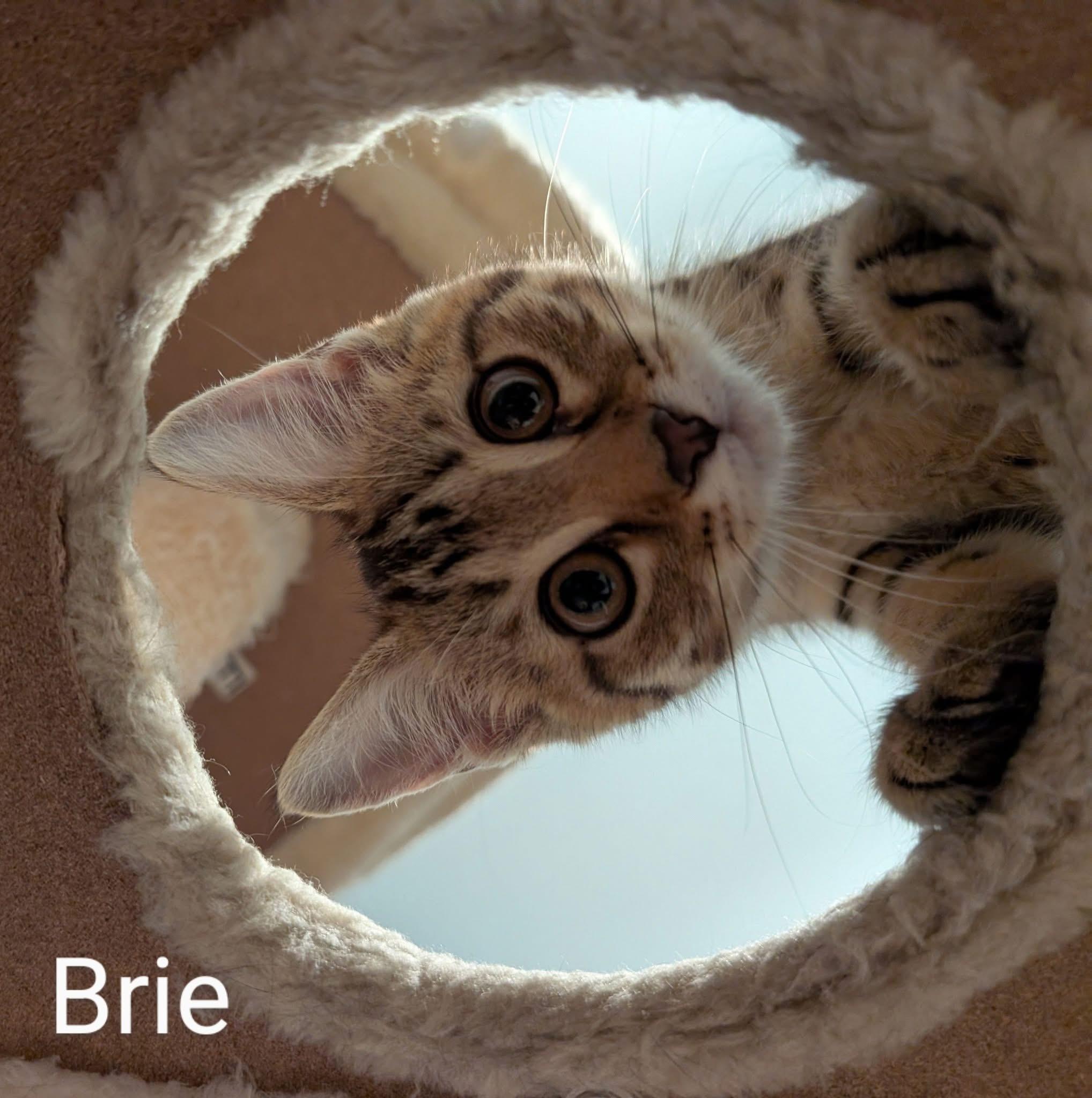 Brie