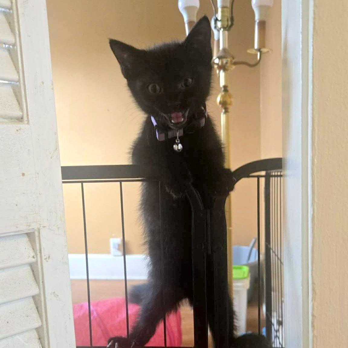 Enlarge Oat, an adopted Domestic Short Hair in Pittsburgh, PA image 4/4