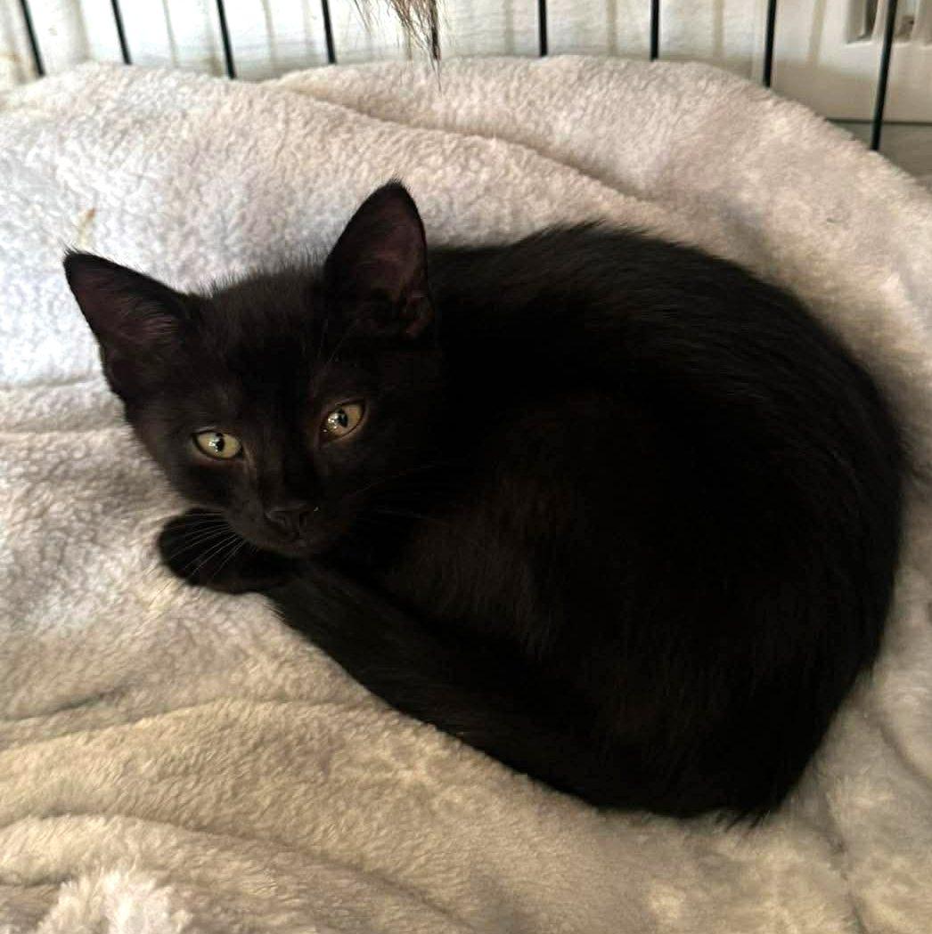 Enlarge Oat, an adopted Domestic Short Hair in Pittsburgh, PA image 1/4