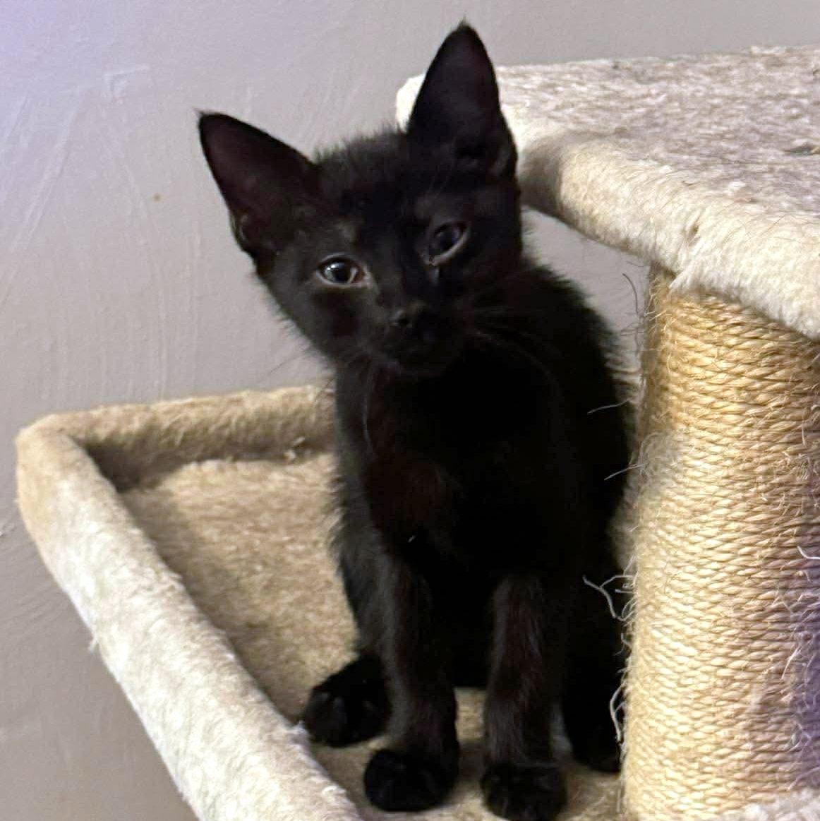 Enlarge Oat, an adopted Domestic Short Hair in Pittsburgh, PA image 3/4