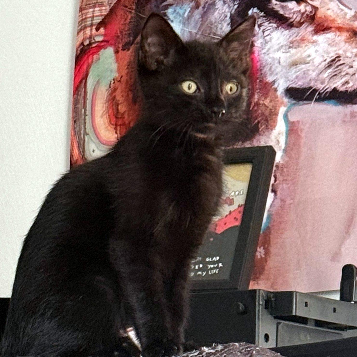 Enlarge Oat, an adopted Domestic Short Hair in Pittsburgh, PA image 2/4