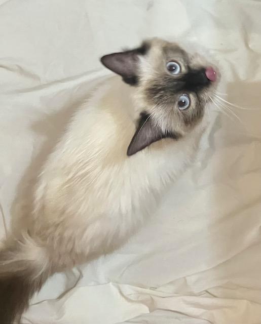 Enlarge Moka, an adopted Siamese in Cincinnati, OH image 3/3