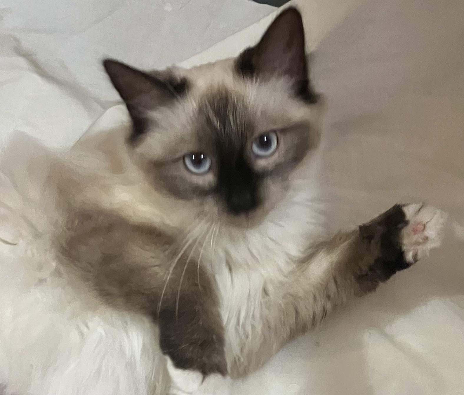 Enlarge Moka, an adopted Siamese in Cincinnati, OH image 1/3