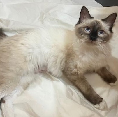 Enlarge Moka, an adopted Siamese in Cincinnati, OH image 2/3