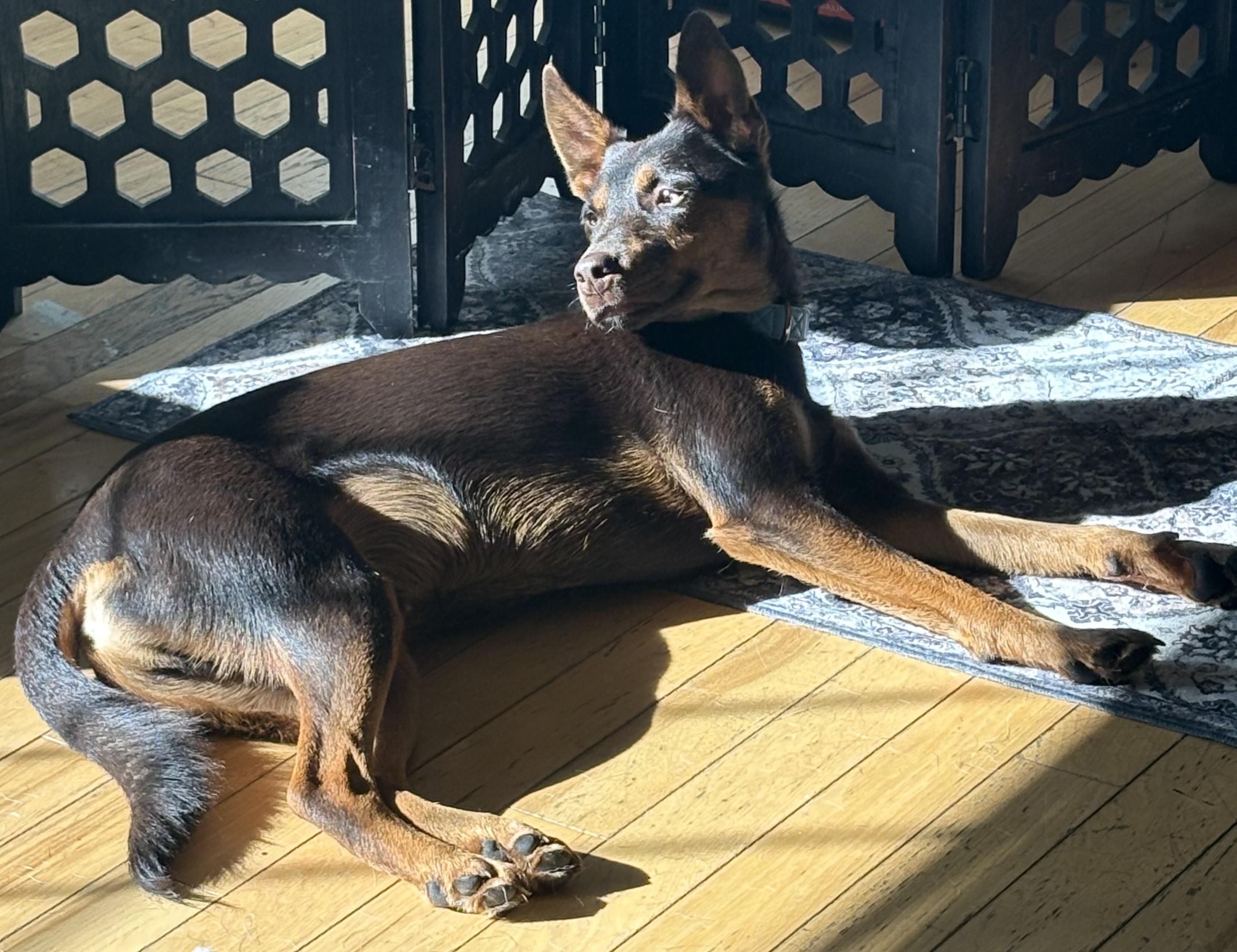 Enlarge Rogan Murphy, a Adoptable mixed breed in Chelmsford, MA image 2/5