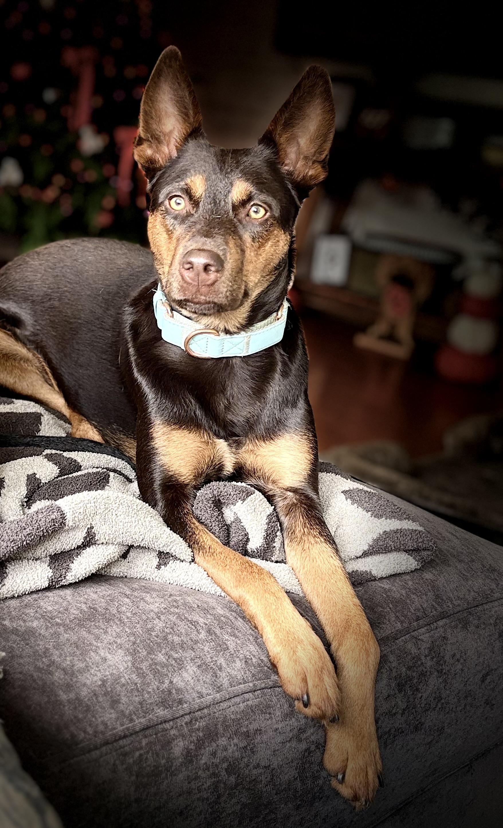 Rogan Murphy, Adoptable, Adult Male Mixed Breed.