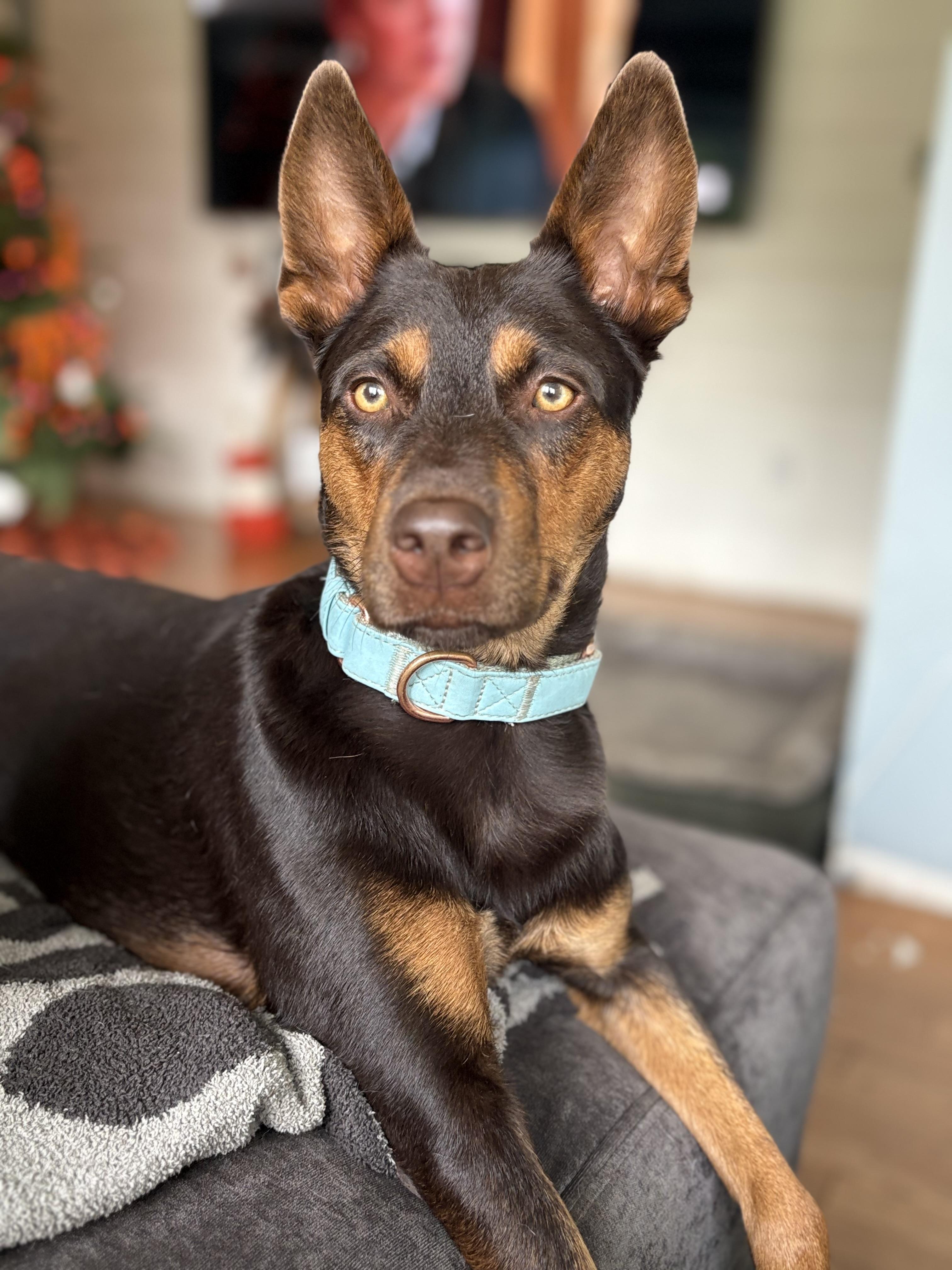 Enlarge Rogan Murphy, a Adoptable mixed breed in Chelmsford, MA image 4/5