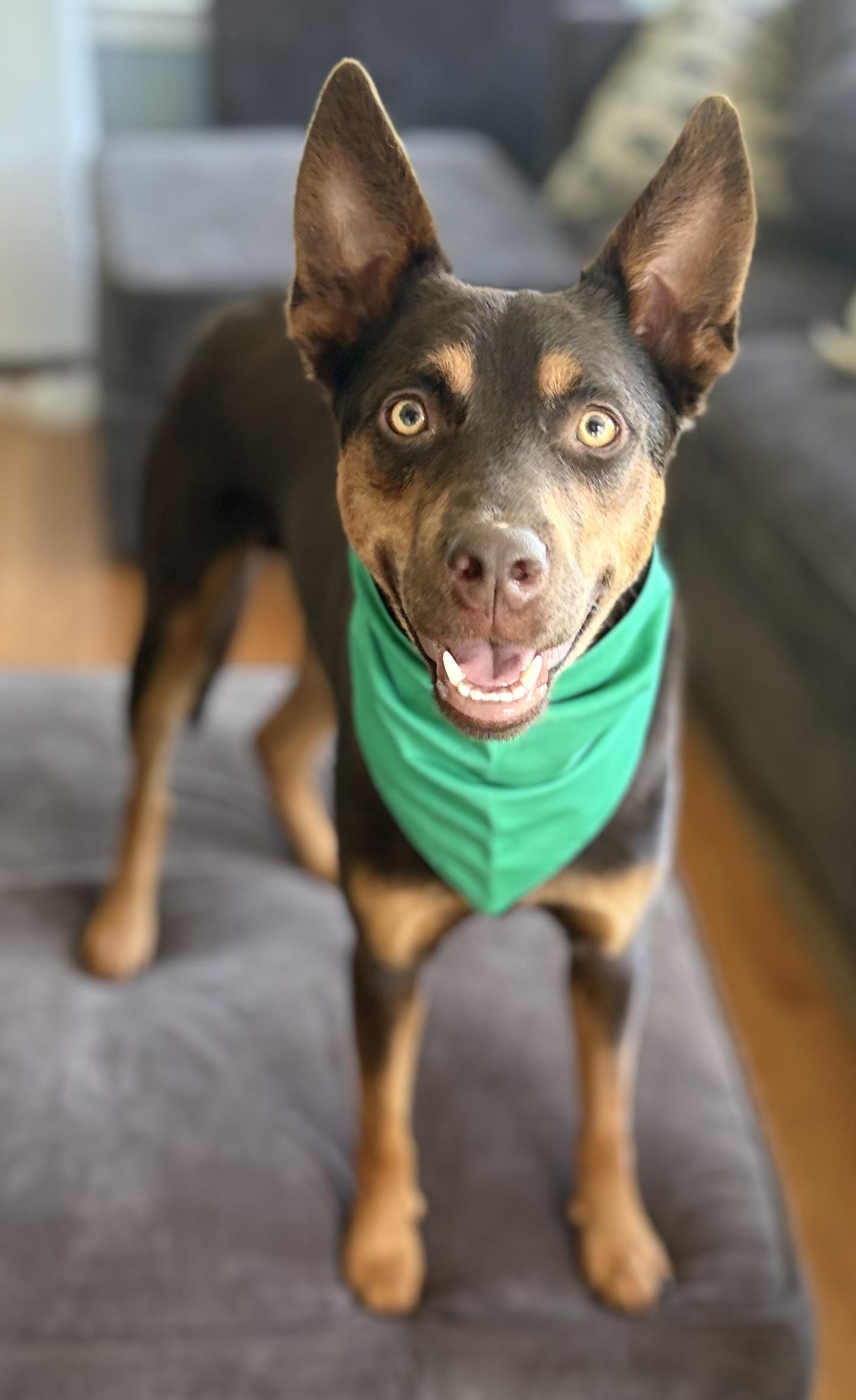 Enlarge Rogan Murphy, a Adoptable mixed breed in Chelmsford, MA image 3/5