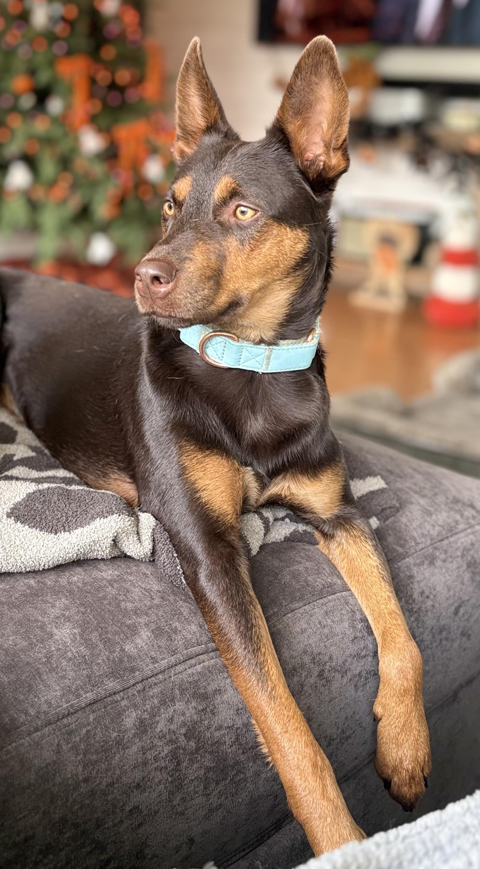 Enlarge Rogan Murphy, a Adoptable mixed breed in Chelmsford, MA image 5/5