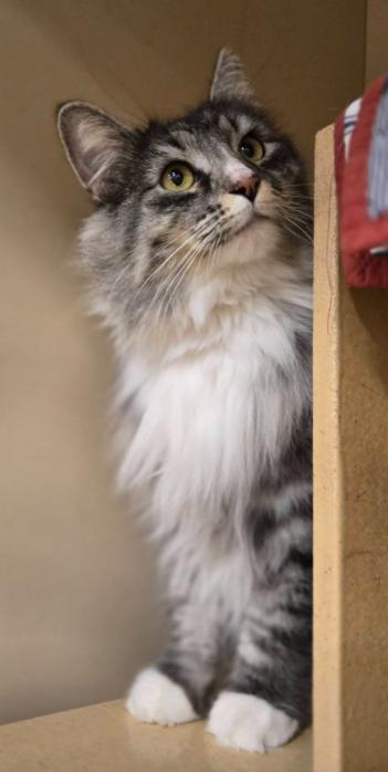 Lemur Mix Rabbit Lemur - Adoptable Pet | Petfinder | Petfinder