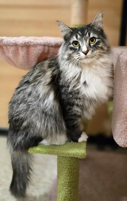 Lemur Mix Rabbit Lemur - Adopted | Petfinder
