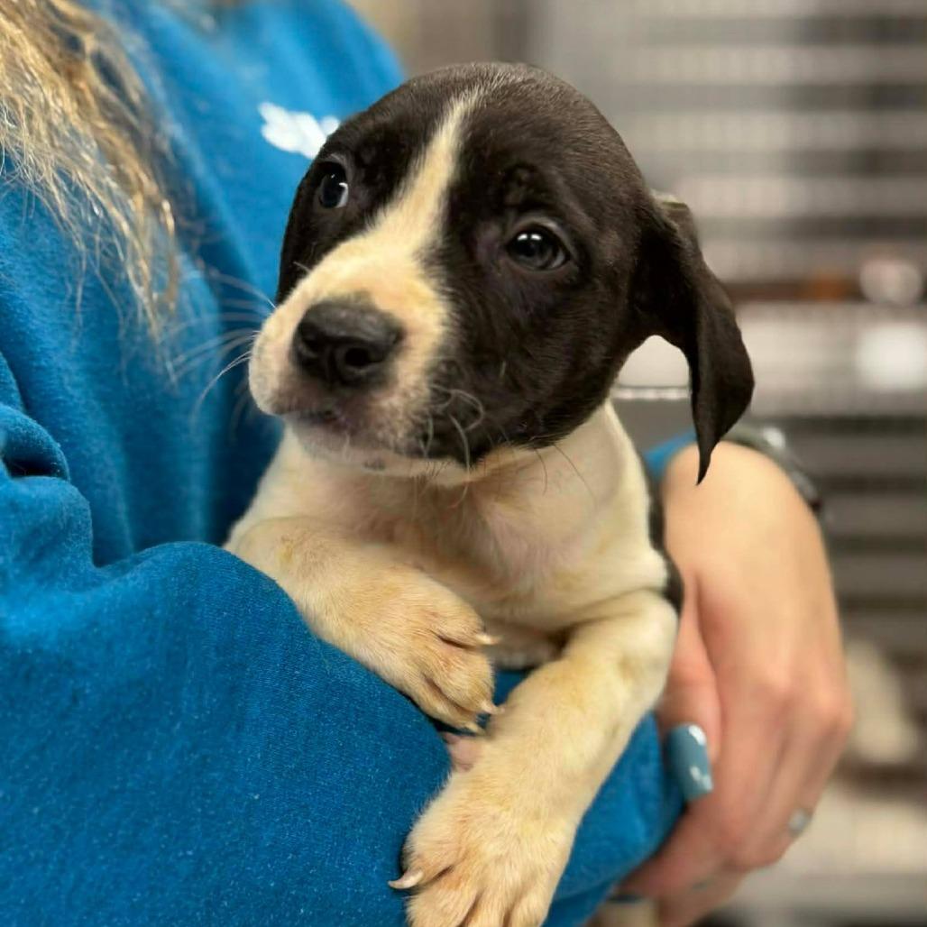 Enlarge Cupid, a Adoptable mixed breed in Martinsville, VA image 1/1