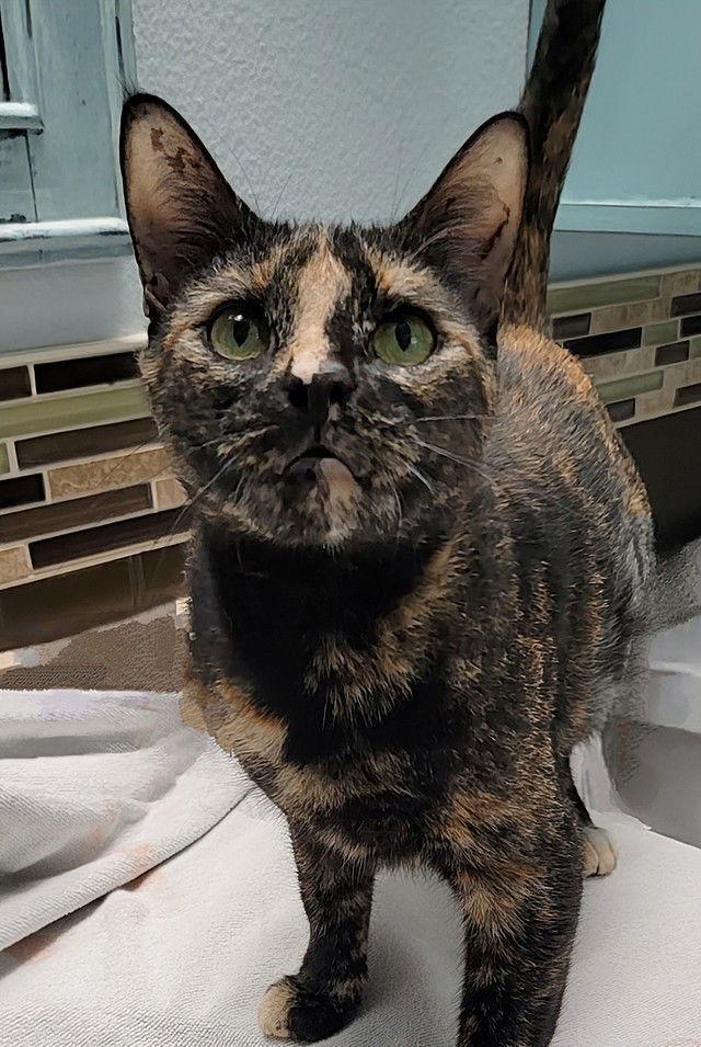 Halo, a Adoptable Domestic Short Hair in Tampa, FL image 1/3