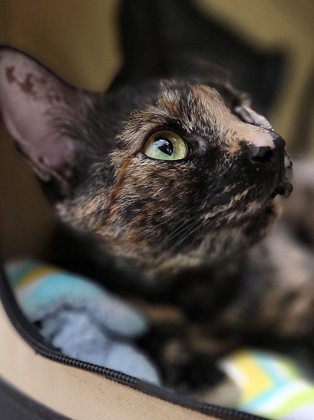 Halo, a Adoptable Domestic Short Hair in Tampa, FL image 2/3