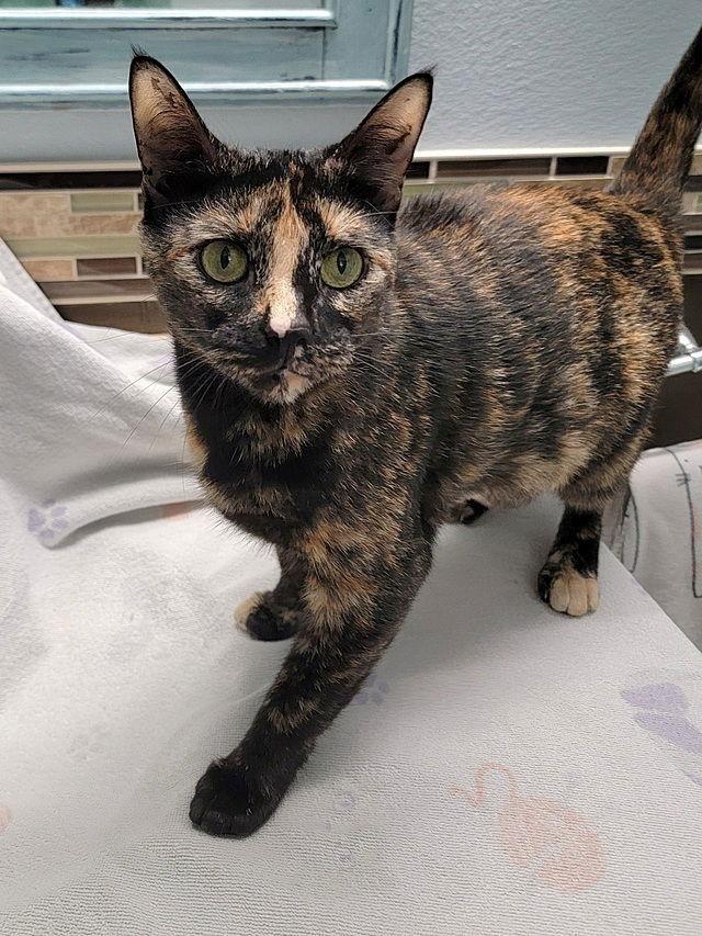 Halo, a Adoptable Domestic Short Hair in Tampa, FL image 3/3