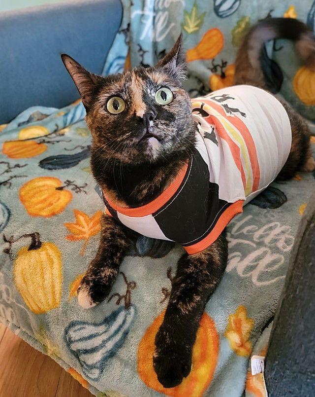 Enlarge Halo, a Adoptable Domestic Short Hair in Tampa, FL image 3/3