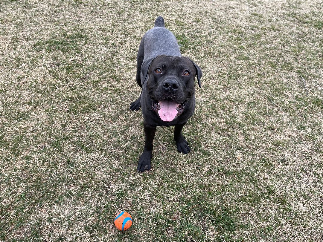 Sirius - Reduced adoption fee (cost of a license), a Adoptable mixed breed in Mississauga, ON image 6/6