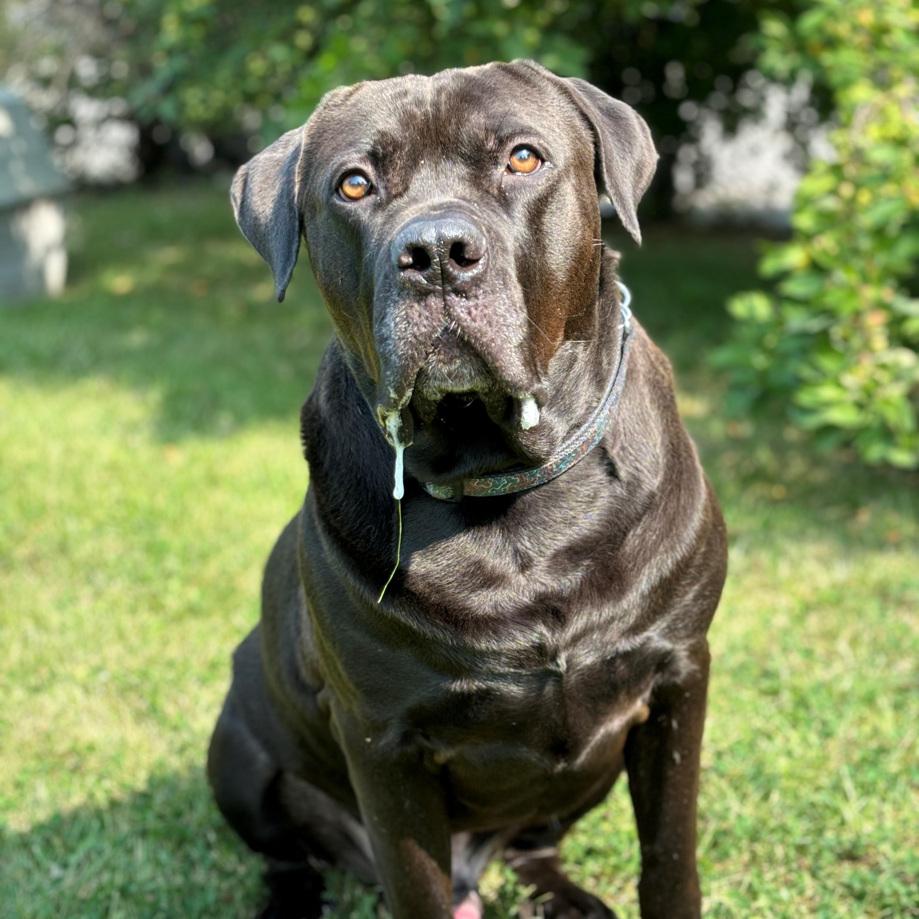 Sirius - Reduced adoption fee (cost of a license), a Adoptable mixed breed in Mississauga, ON image 5/6