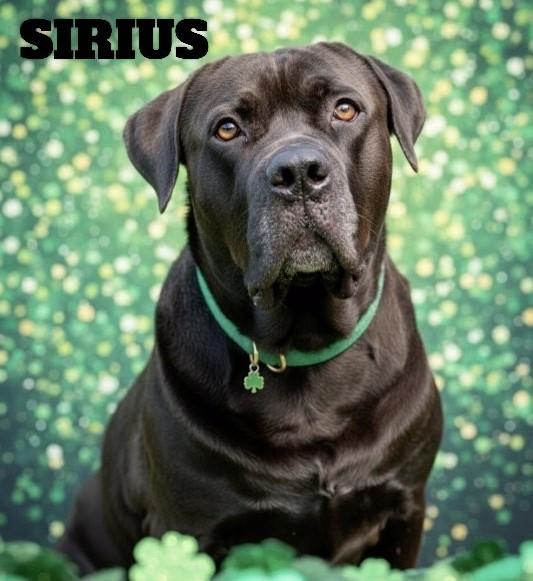 Sirius - Reduced adoption fee (cost of a license), Adoptable, Adult Male Cane Corso & Neapolitan Mastiff.