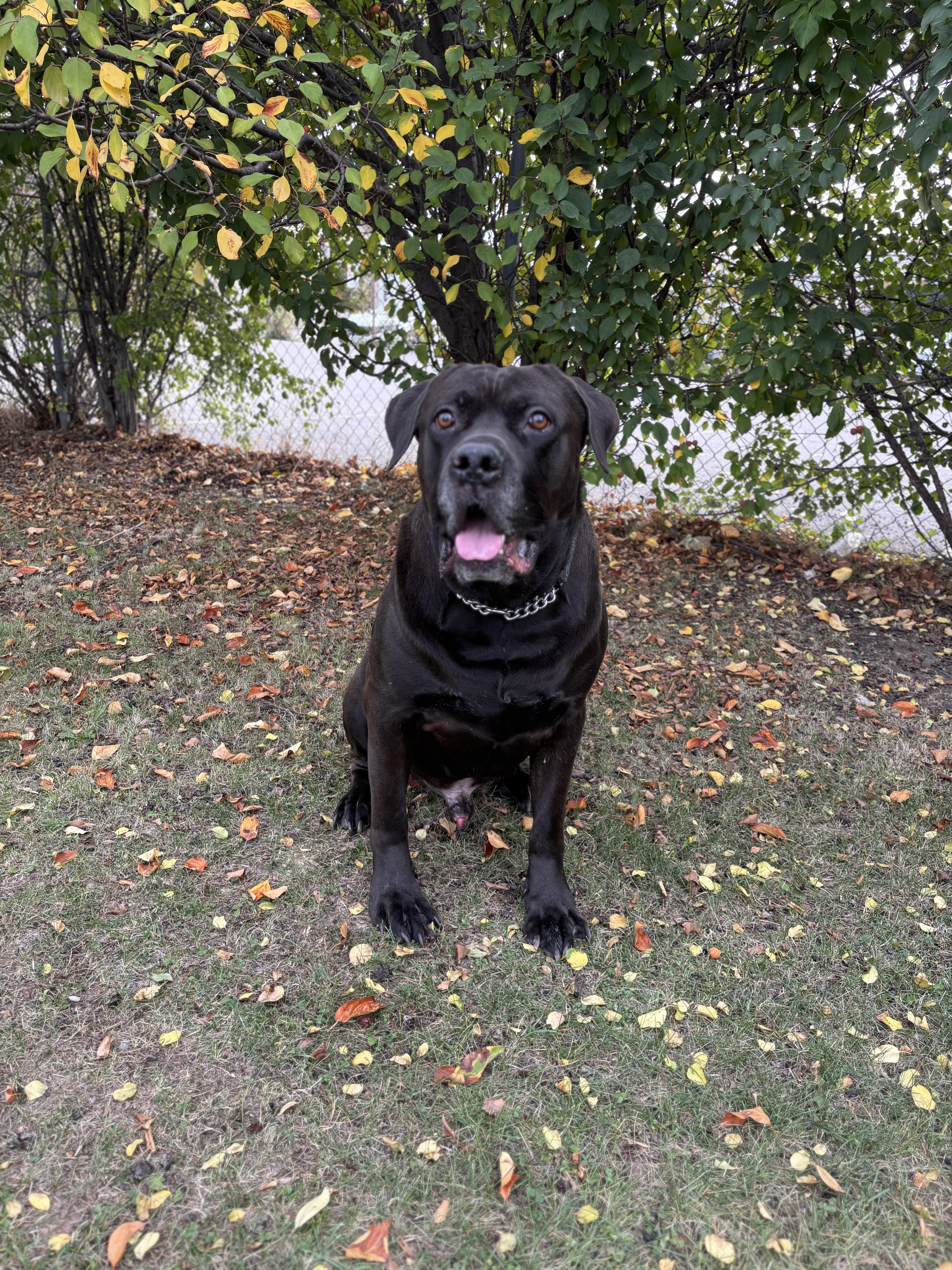 Sirius - Reduced adoption fee (cost of a license), an adoptable Cane Corso, Neapolitan Mastiff in Mississauga, ON, L5C 4H4 | Photo Image 5