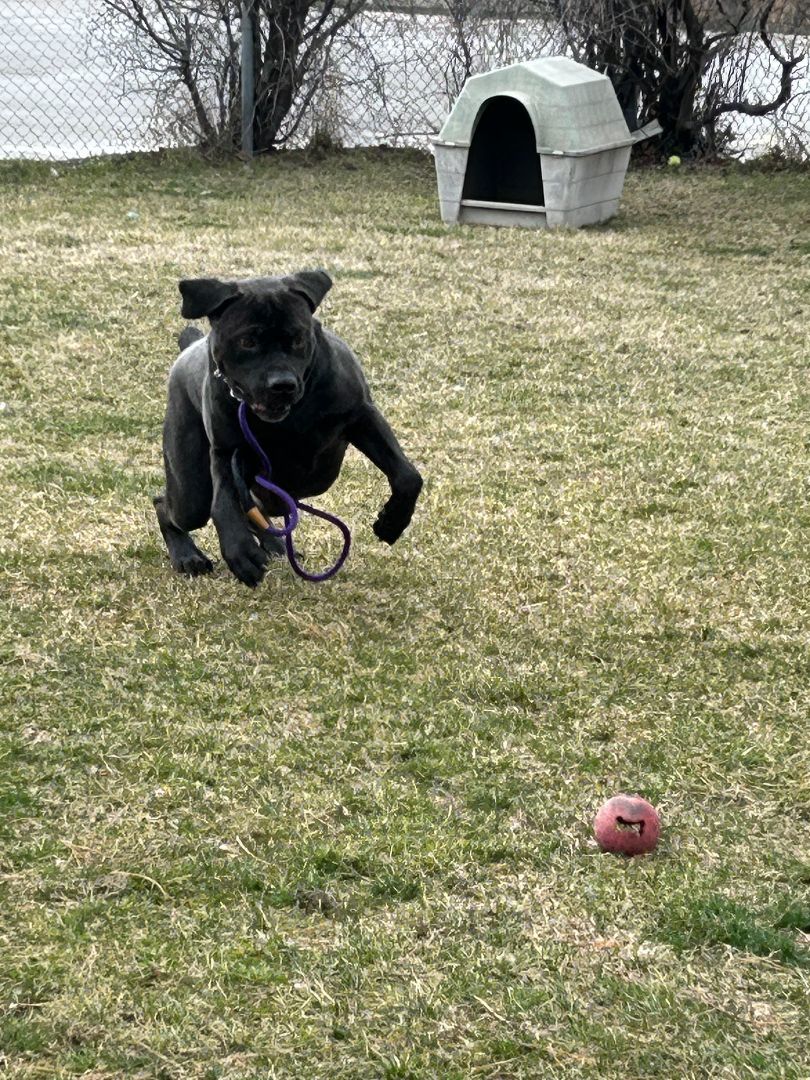 Sirius - Reduced adoption fee (cost of a license), a Adoptable mixed breed in Mississauga, ON image 4/6