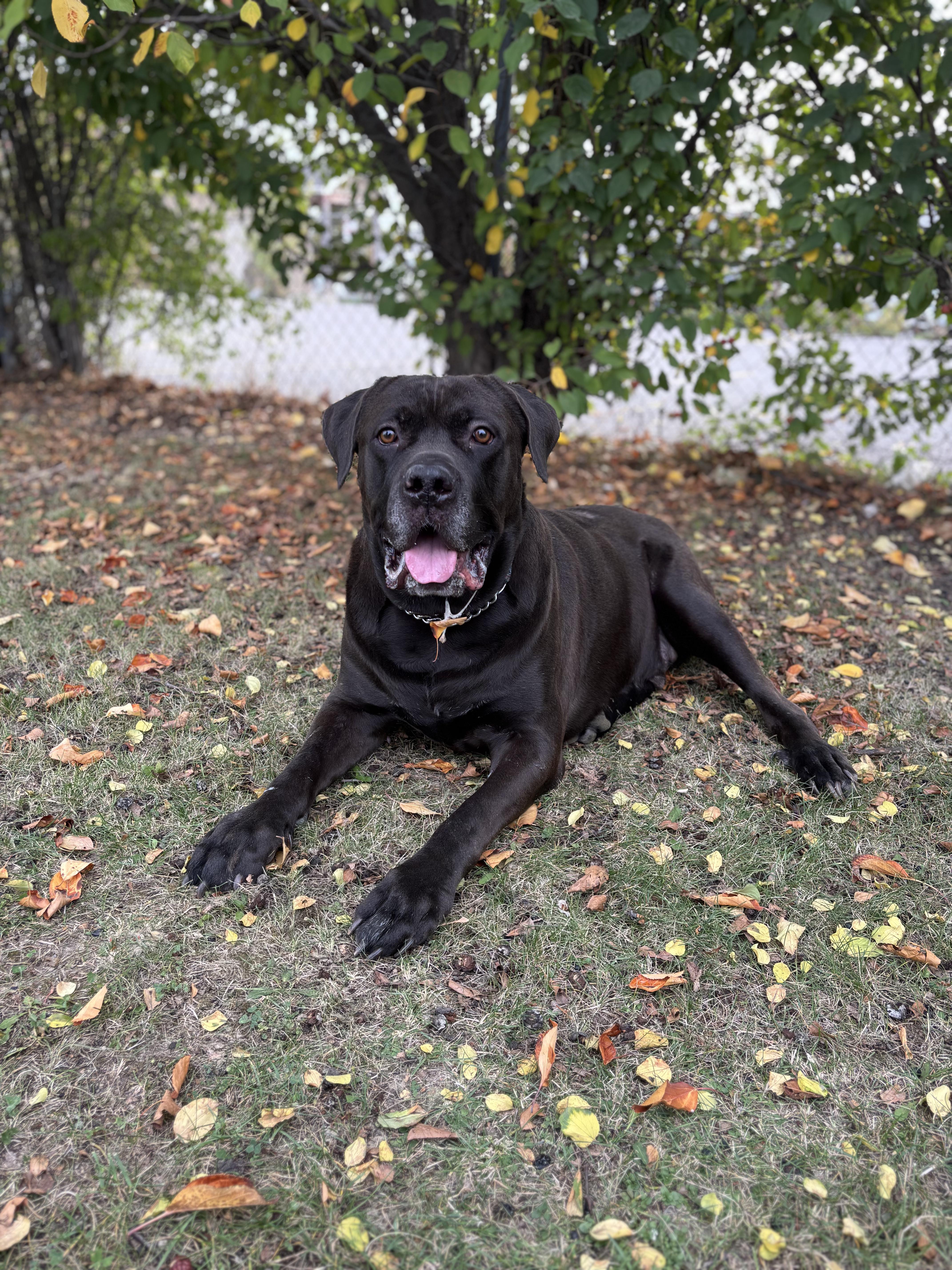 Sirius - Reduced adoption fee (cost of a license), Adoptable, Adult Male Cane Corso & Neapolitan Mastiff.