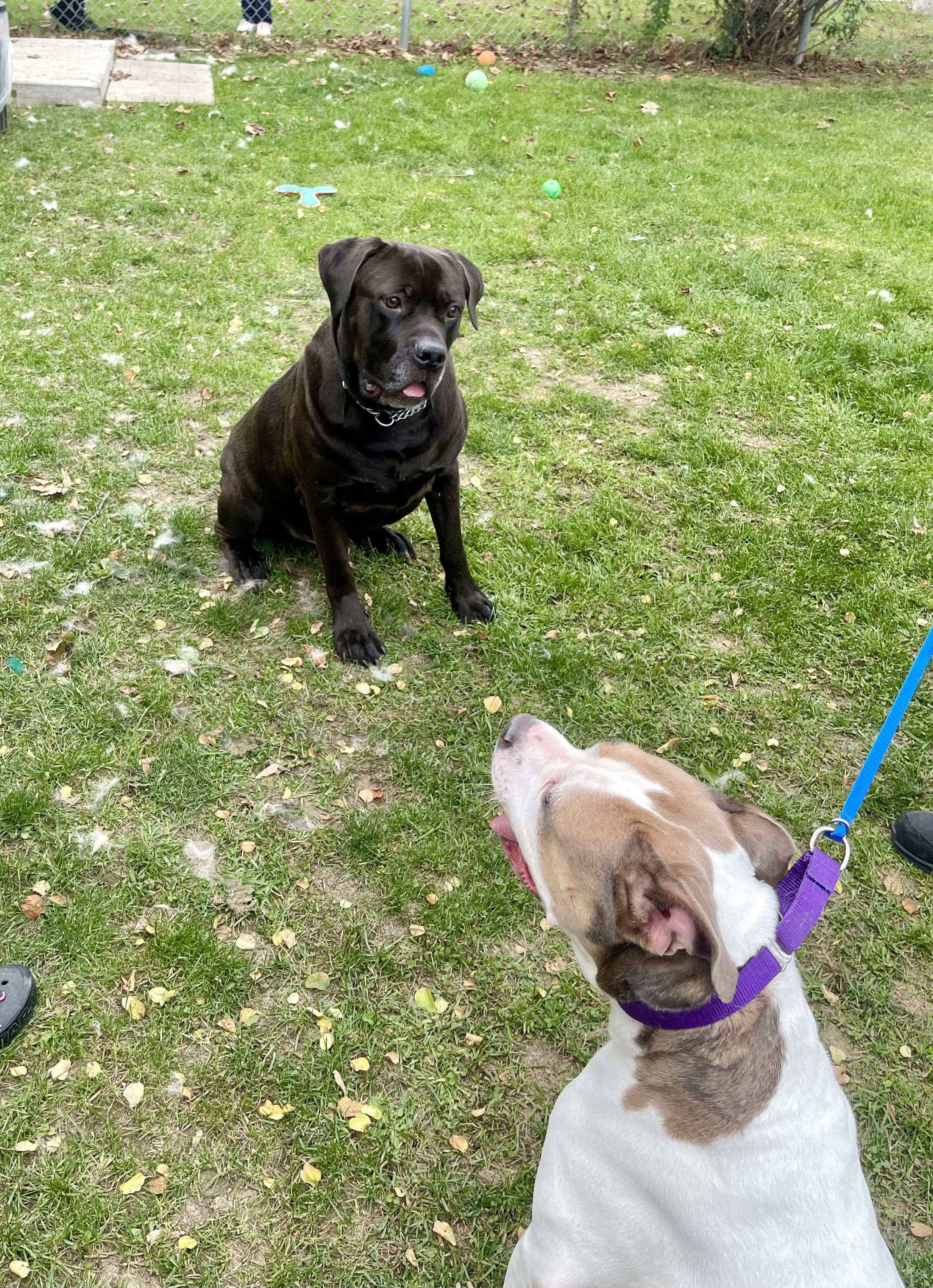Sirius - Reduced adoption fee (cost of a license), an adoptable Cane Corso, Neapolitan Mastiff in Mississauga, ON, L5C 4H4 | Photo Image 4