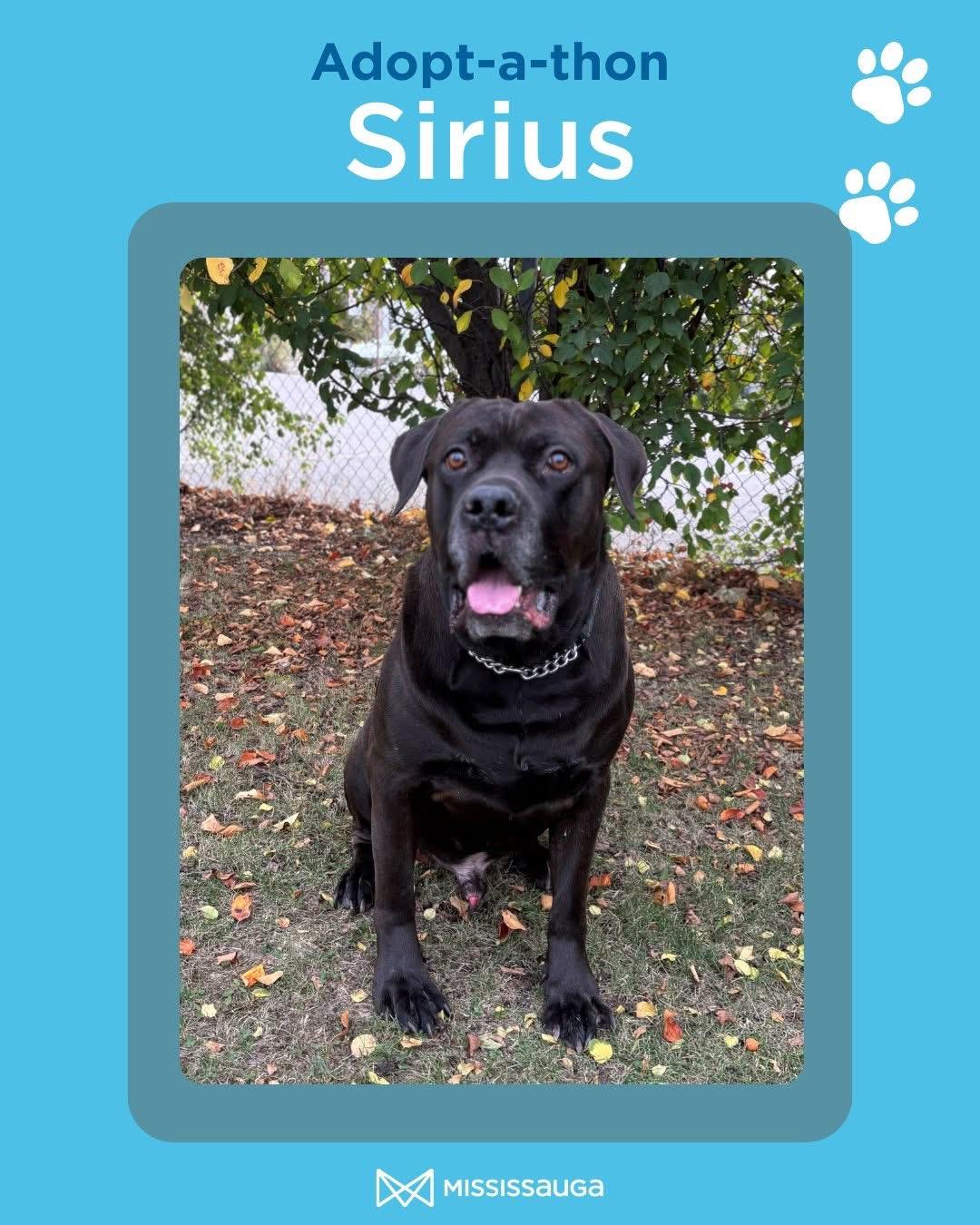 Sirius - Reduced adoption fee (cost of a license), an adoptable Cane Corso, Neapolitan Mastiff in Mississauga, ON, L5C 4H4 | Photo Image 1