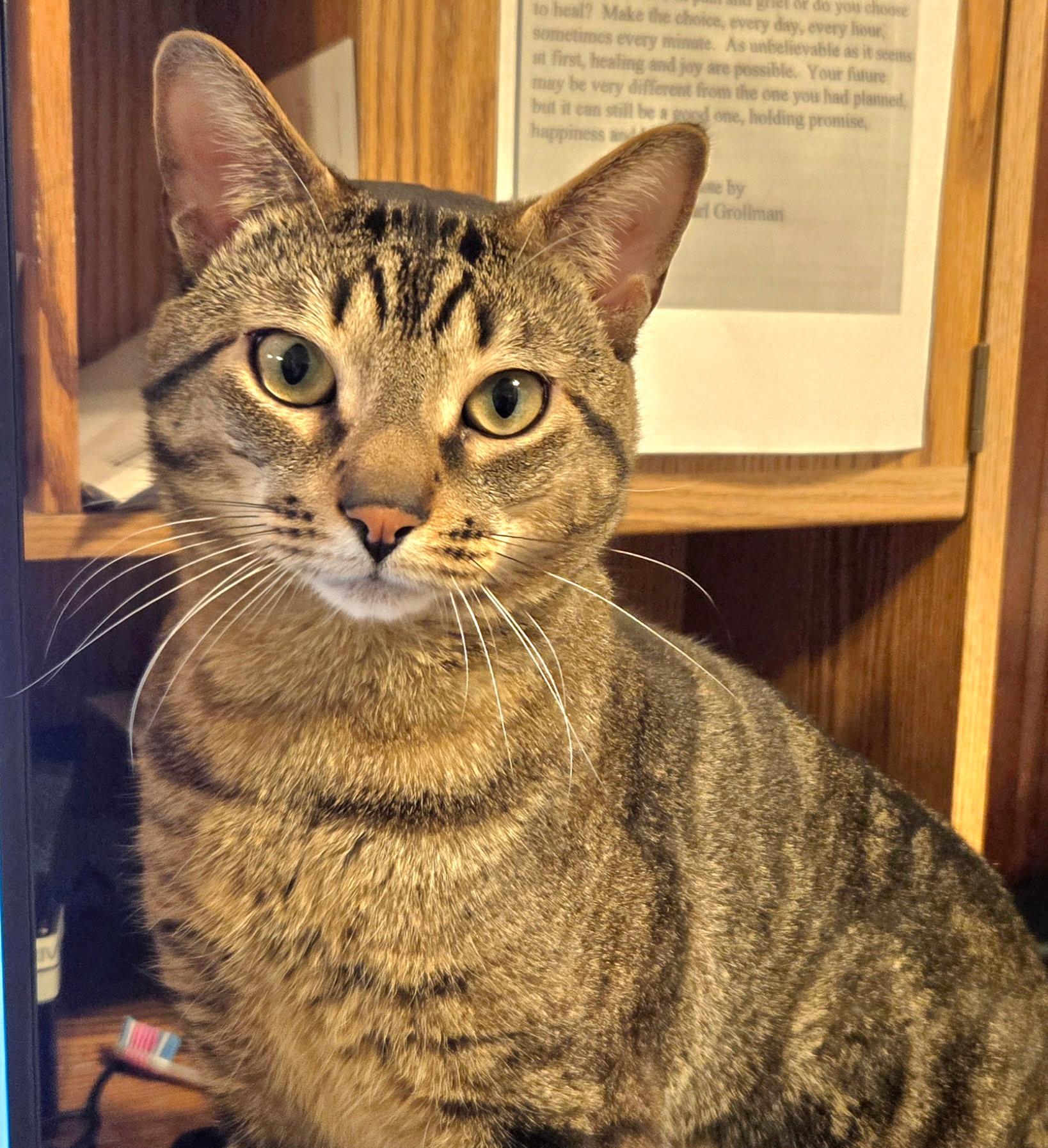 Nico, ADOPTABLE, Adult Male Tabby & Domestic Short Hair.