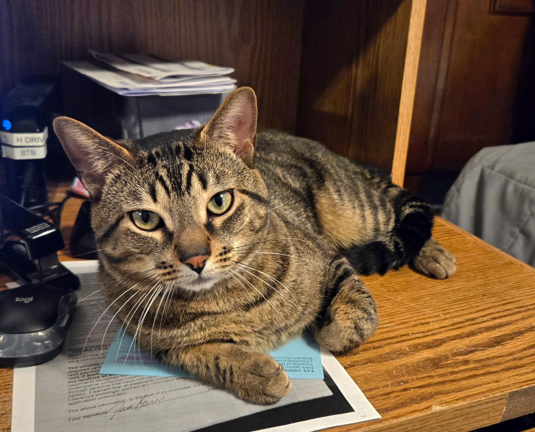 Enlarge Nico, a ADOPTABLE mixed breed in Red Bank, NJ image 2/3