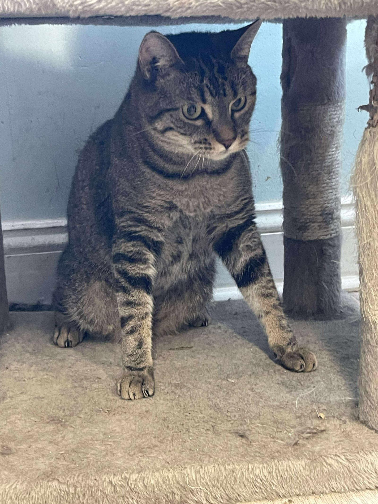 Enlarge TUMBLEWEED, a Adoptable Domestic Short Hair in Holbrook, NY image 1/2