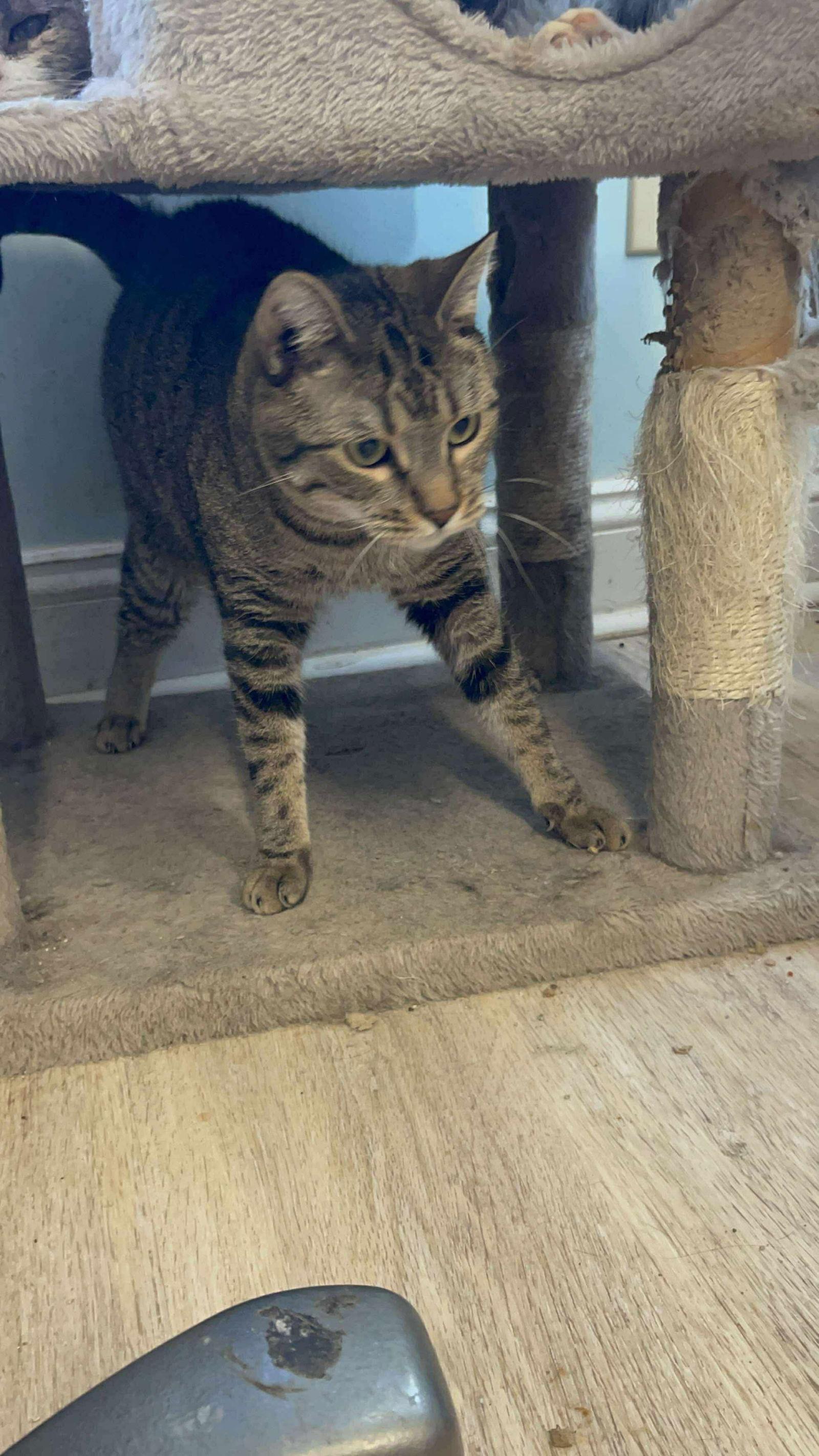 Enlarge TUMBLEWEED, a Adoptable Domestic Short Hair in Holbrook, NY image 2/2