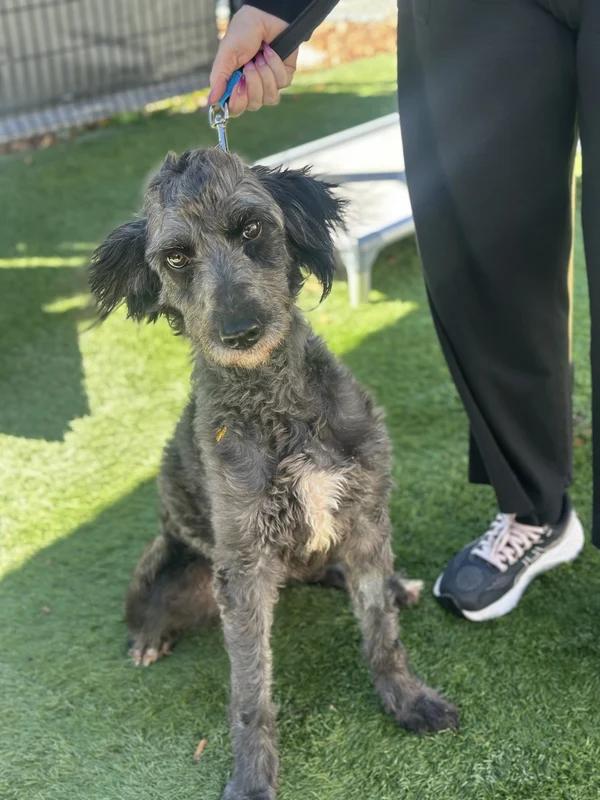 Enlarge Jovi, a Adoptable mixed breed in Hamilton, ON image 4/4