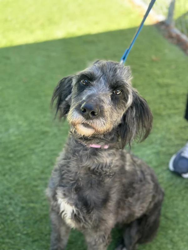Enlarge Jovi, a Adoptable mixed breed in Hamilton, ON image 2/4