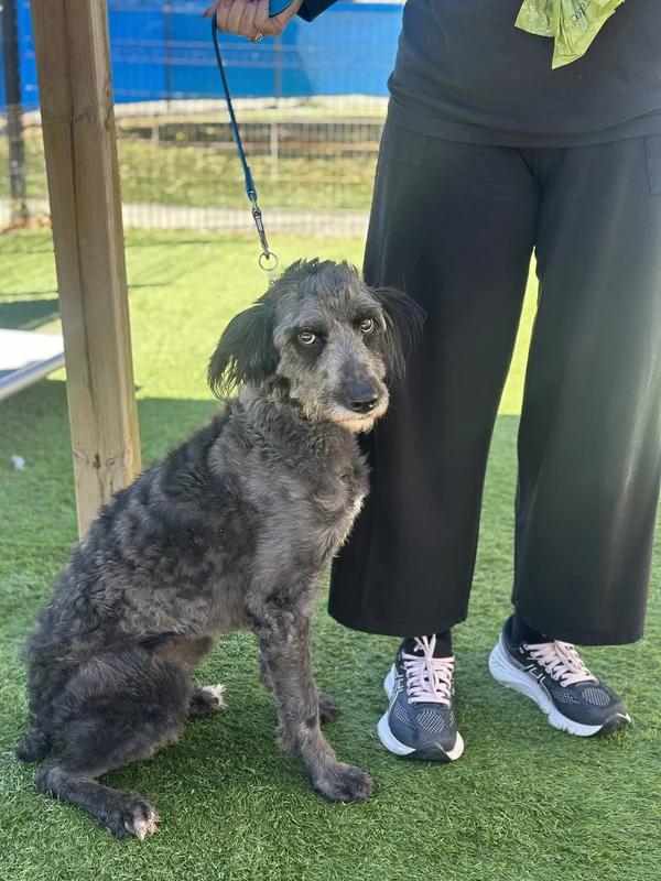 Enlarge Jovi, a Adoptable mixed breed in Hamilton, ON image 3/4