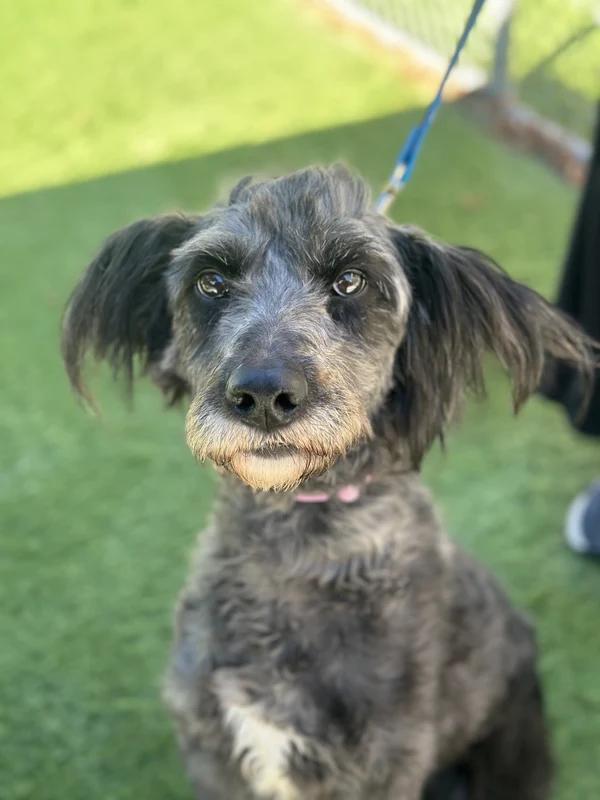 Enlarge Jovi, a Adoptable mixed breed in Hamilton, ON image 1/4