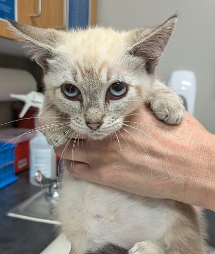 Anastasia, Adoptable, Young Female Domestic Short Hair & Domestic Short Hair.