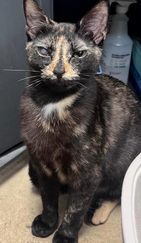 Buttercup 5, Adoptable, Young Female Domestic Short Hair.