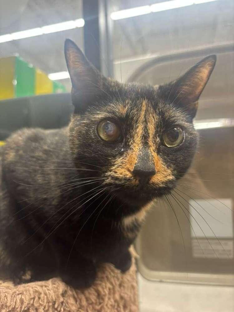 Enlarge Buttercup 5, a Adoptable Domestic Short Hair in Orlando, FL image 2/4