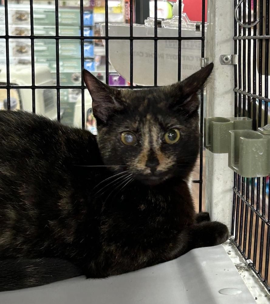 Enlarge Buttercup 5, a Adoptable Domestic Short Hair in Orlando, FL image 3/4