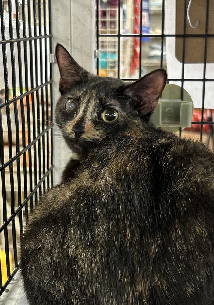 Enlarge Buttercup 5, a Adoptable Domestic Short Hair in Orlando, FL image 4/4