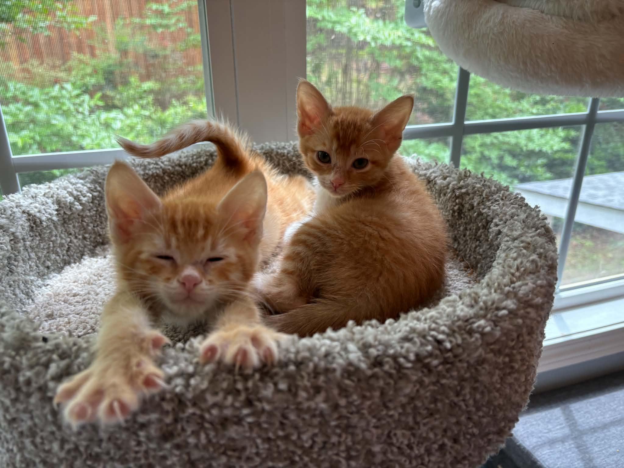 Thomas and George, adopted, Kitten Male Domestic Short Hair.