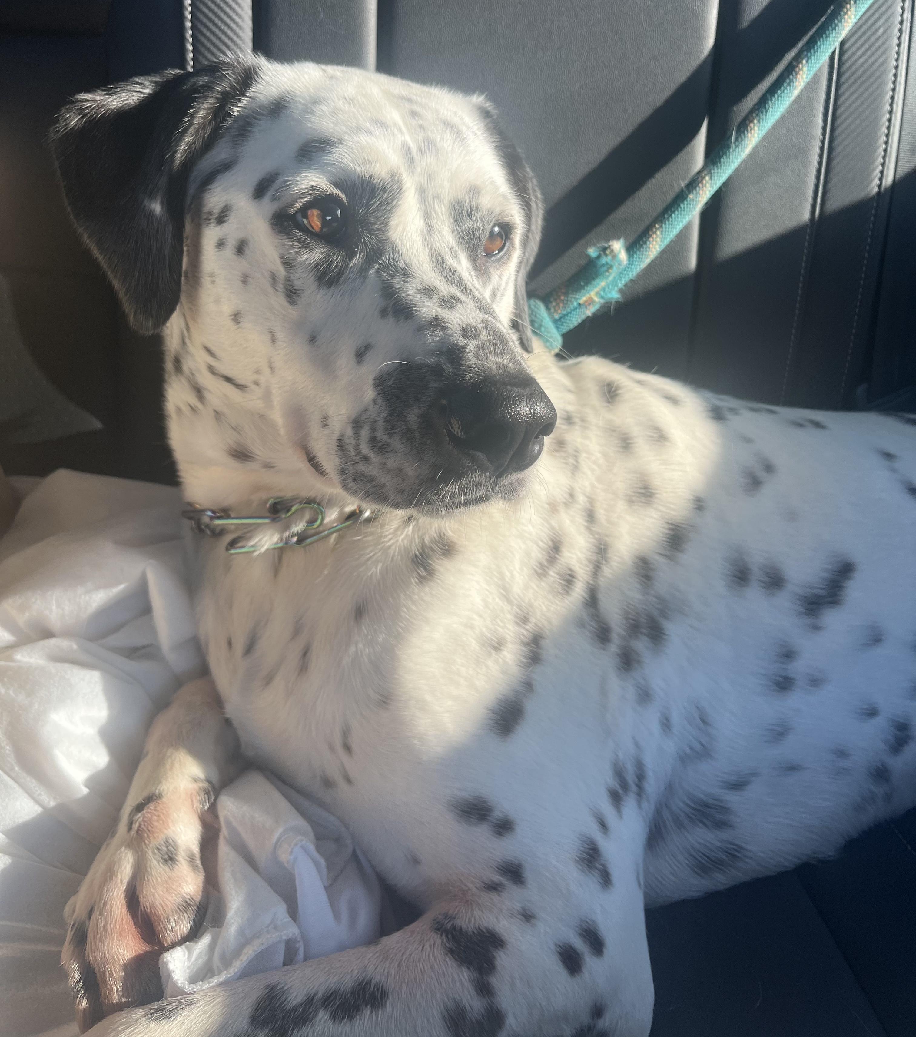 Enlarge Blake, a Adoptable Dalmatian in Sherman, IL image 1/1