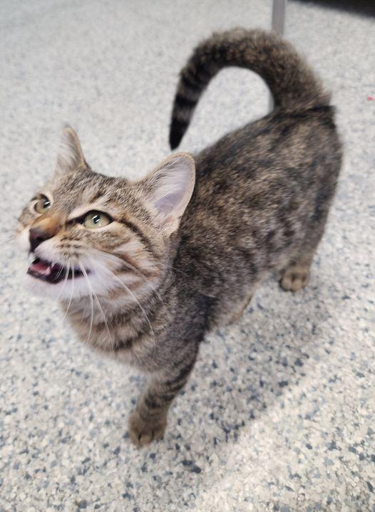 Moose, Adoptable, Adult Male Domestic Short Hair & Tabby.