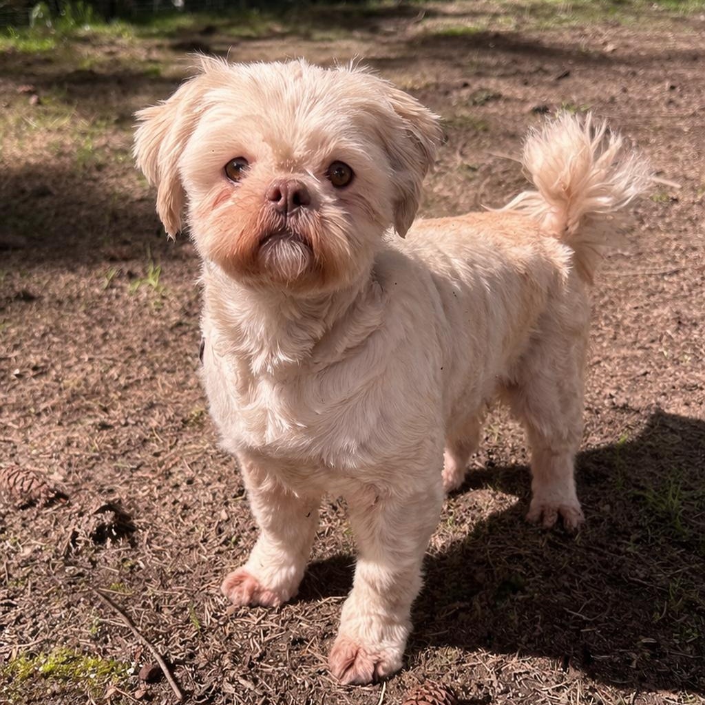 Molly, ADOPTABLE, Adult Female Shih Tzu.
